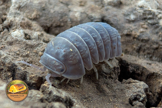 Armadillo tuberculatus Isopod