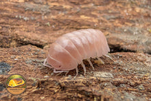 Armadillo Officinalis Pink Isopod Close Up Showing Soft Pink Colouring on Bark
