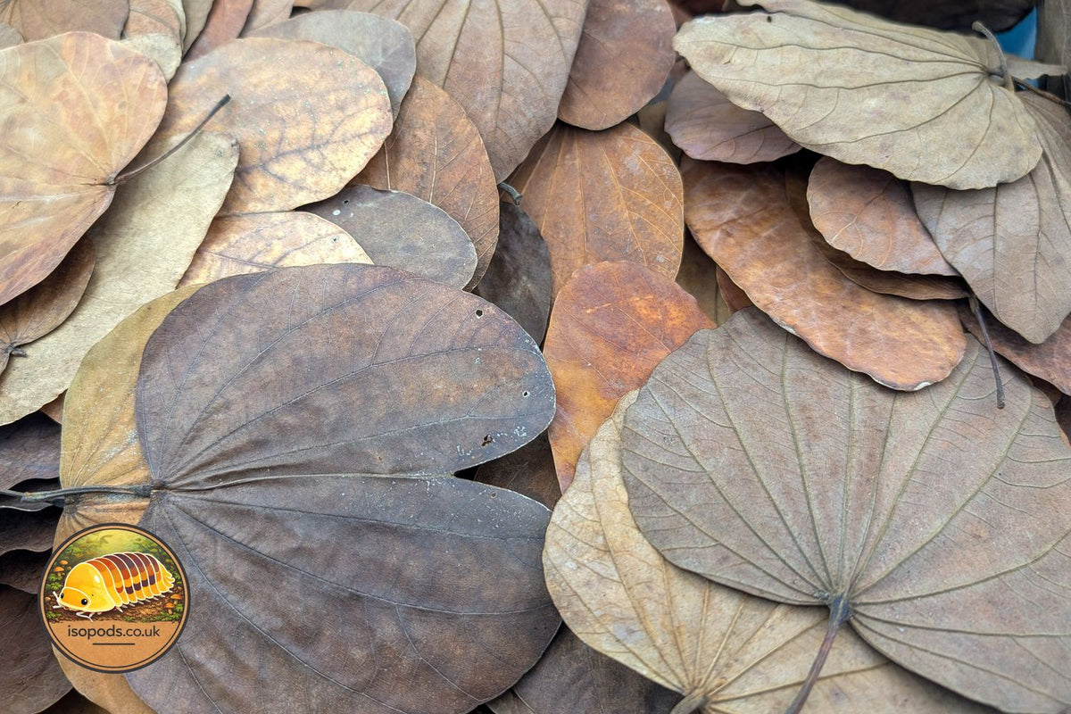 Bauhinia Purpurea Single Leaf Product Photo
