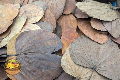 Bauhinia Purpurea Single Leaf Product Photo
