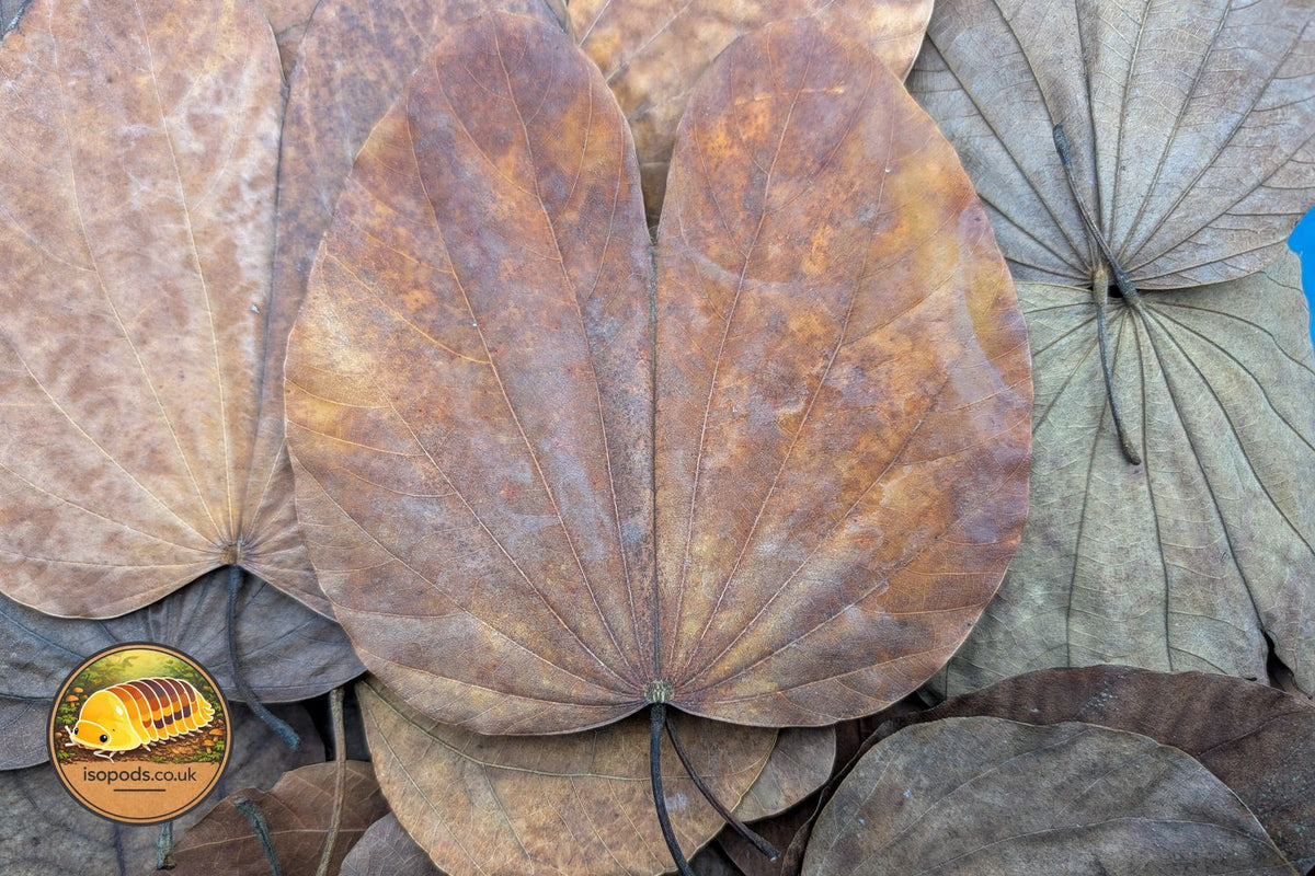Bauhinia Purpurea Single Leaf Product Photo
