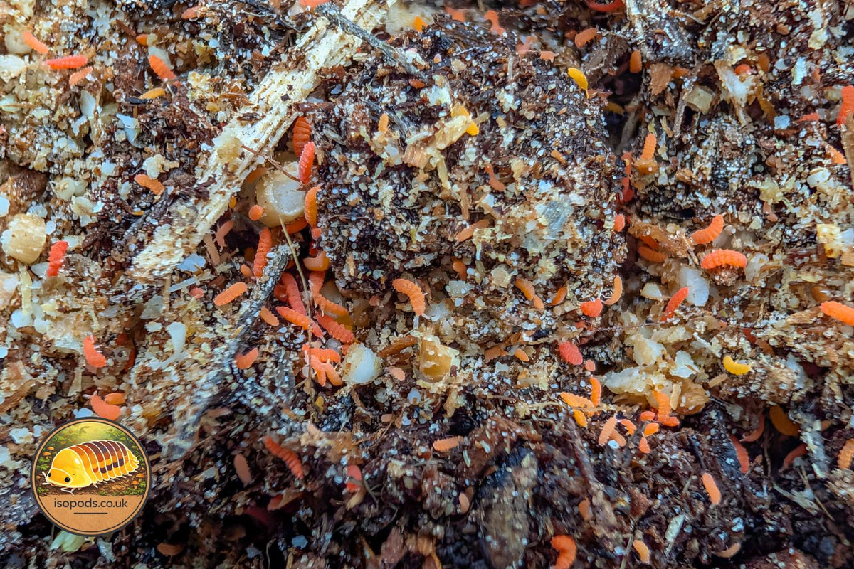 Bilobella Braunerae Orange Springtails Close Up Showing Bright Orange Bodies on Substrate
