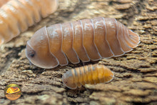 Caribodillo Martinicensis "Salmon" Isopods