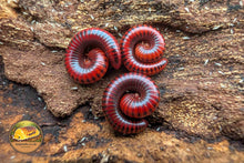 Spotted Fire Millipede (Centrobolus splendidus)