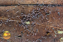 Lilac Springtails (Ceratophysella isabellae)