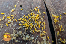 Ceratophysella isabellae Yellow Albino springtails