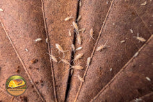 Tropical Pink Springtails (Coecobrya tenebricosa)