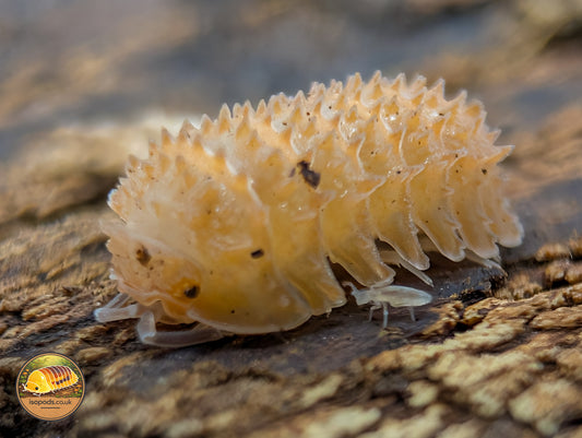 Cristarmadillidium Muricatum "Pineapple" Isopods