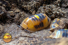 Cubaris Firefly Amber GNR