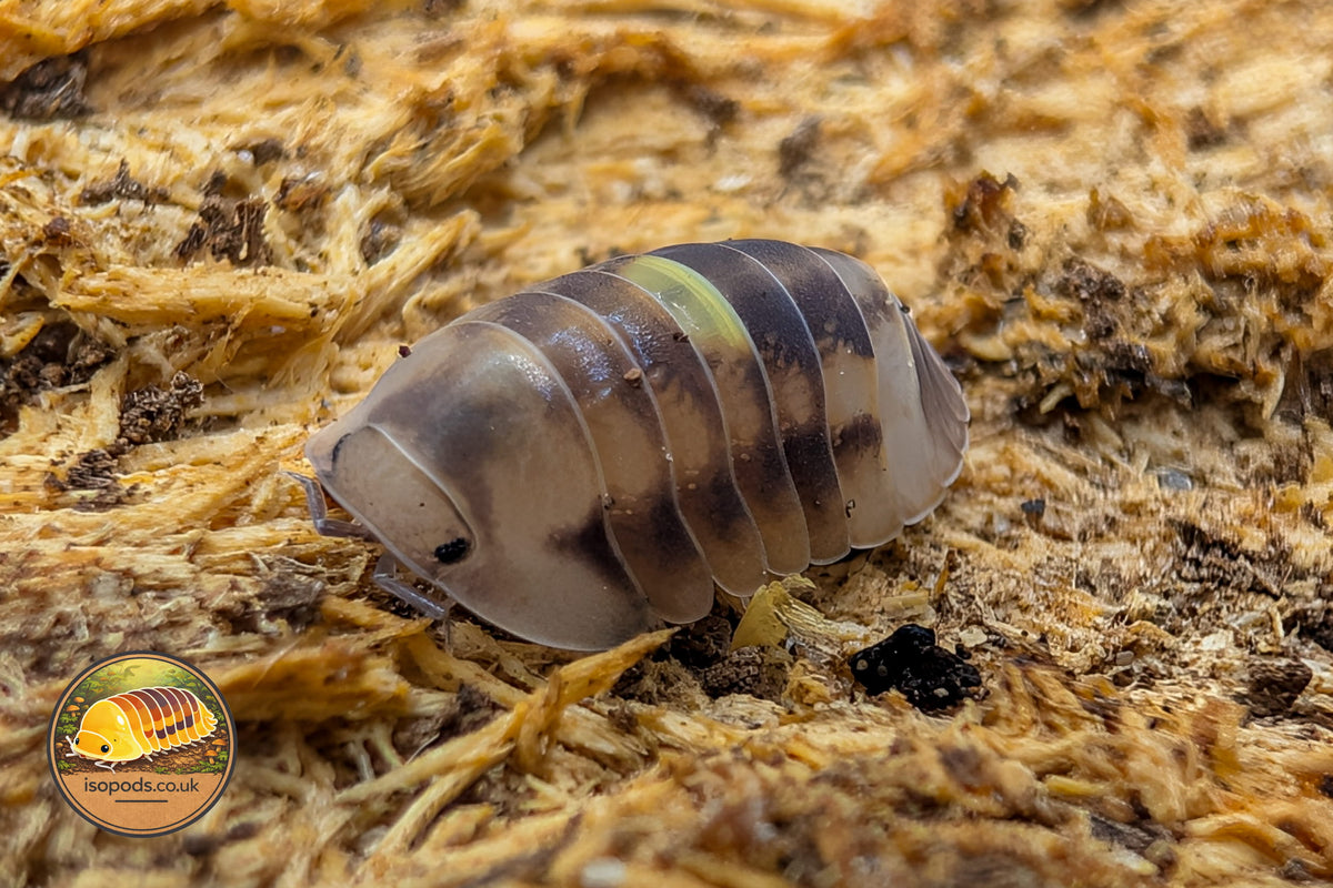 Picture of Cubaris Amber Firefly