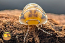 Cubaris Amber Panda Isopod