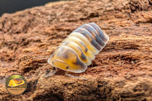 Cubaris Amber Panda Isopod