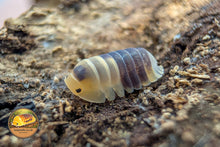 Cubaris Bumblebee Isopod
