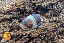 Cubaris Cappuccino Cream Isopods for Sale UK