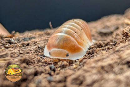Cubaris Cappuccino Orange Isopods