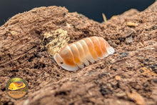 Cubaris Cappuccino Orange Isopods