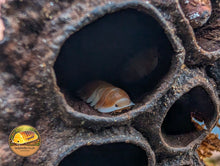 Cubaris Cappuccino Orange Isopods