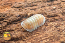 Cubaris Cappuccino Pink Isopods