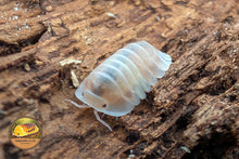 Cubaris Cappuccino Pink Isopods