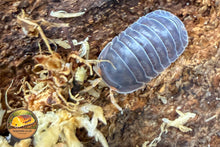 Cubaris Catfish Isopod
