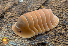 Picture of Cubaris Crabby