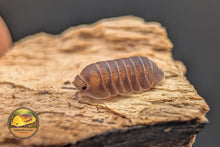 Cubaris Firefly Hematite