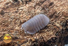Cubaris Giant Purple Isopod