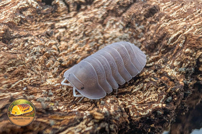 Cubaris Giant Purple Isopod