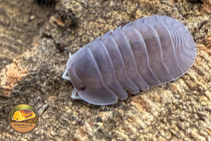 Cubaris Giant Purple Isopod
