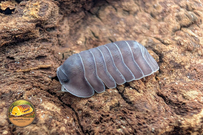 Cubaris Giant Purple Isopod