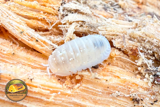 Cubaris "Murina Glacier" Isopods