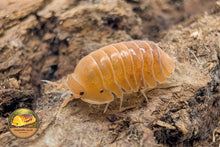 Cubaris Golden Rutilated Isopod