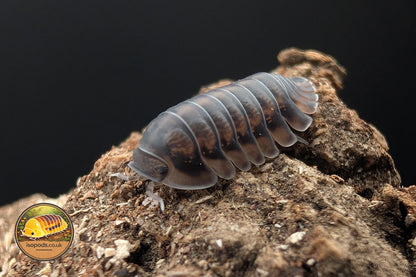 Cubaris "Happy Nun" Isopod