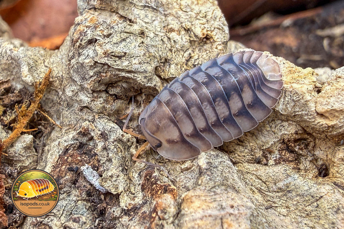 Cubaris Lan Saka Tiger Isopod