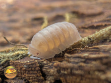 Picture of Cubaris Murina Papaya