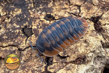 Cubaris Oak Tiger Isopod