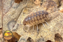 Cubaris Panara Tiger Isopod