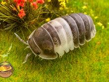 Picture of Cubaris Panda King