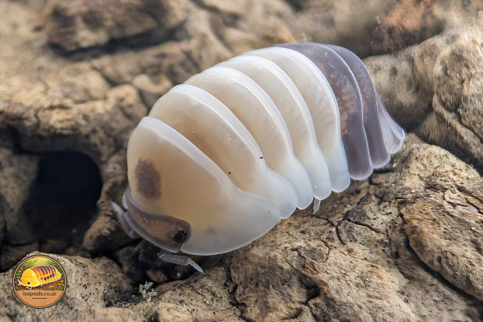 Cubaris Panda Tapir Isopod for Sale UK – Isopods.co.uk