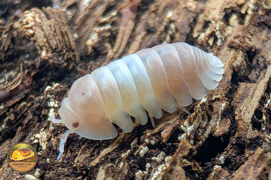 Picture of Cubaris Pink Panda