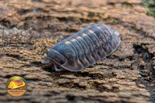 Cubaris Plantin Tung Sung Isopod