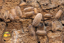 Cubaris Platin Dalmatian Isopod