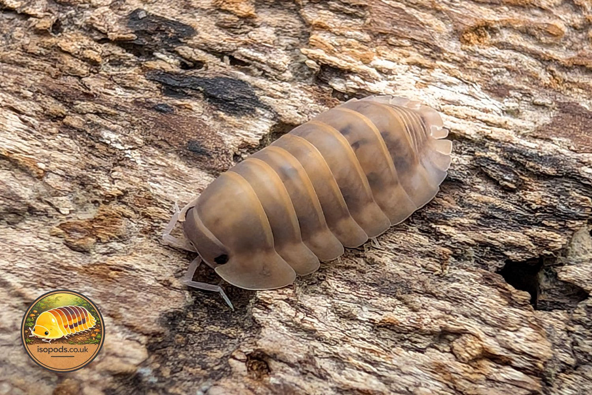 Cubaris Platin Dalmatian Isopod