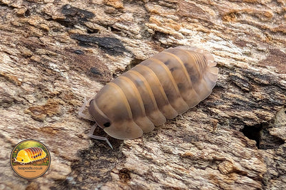Cubaris Platin Dalmatian Isopod