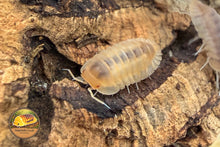 Cubaris Red Edge Blonde Isopod