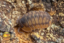 Picture of Cubaris Red Tiger