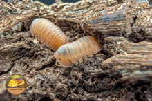 Cubaris rosea Isopod