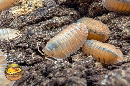 Cubaris Rose Quartz Isopod