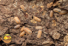 Cubaris rosea Isopod