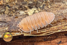 Cubaris rosea Isopod